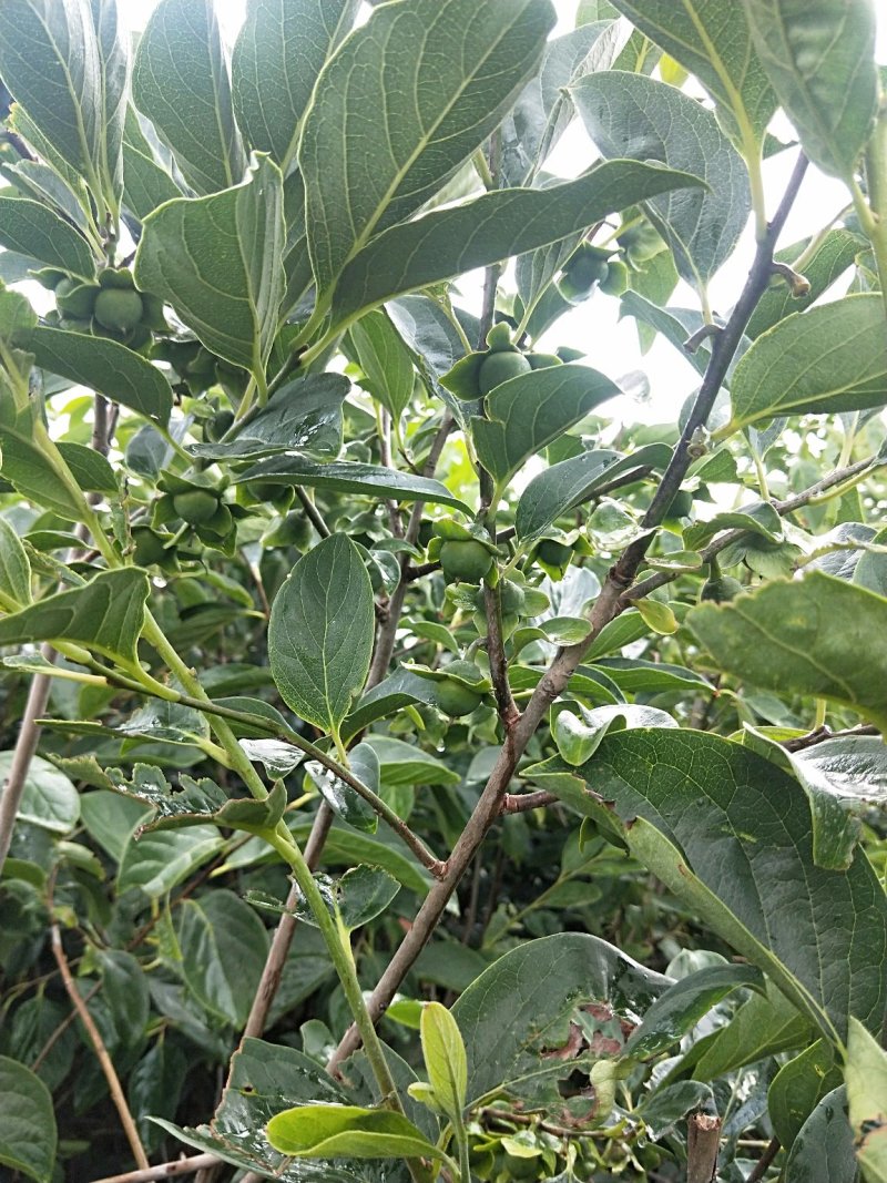 柿子树，甜柿子树，日本脆柿