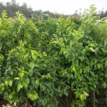 黑珍珠樱桃树，三年树苗，挂果苗