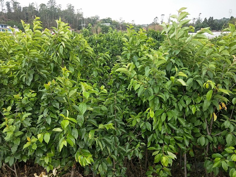 黑珍珠樱桃树，三年树苗，挂果苗