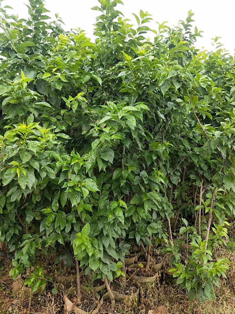 黑珍珠樱桃树，三年树苗，挂果苗