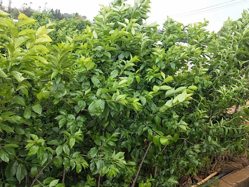 黑珍珠樱桃树，三年树苗，挂果苗