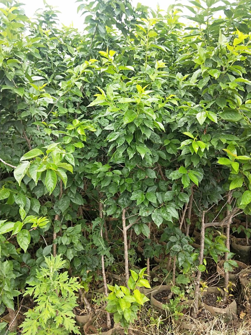 黑珍珠樱桃树，三年树苗，挂果苗