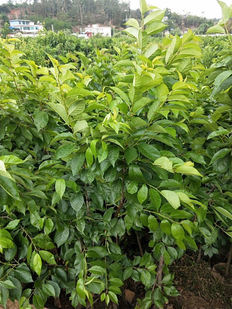 黑珍珠樱桃树，三年树苗，挂果苗