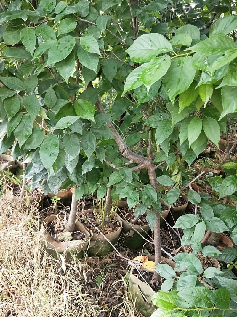 黑珍珠樱桃树，三年树苗，挂果苗