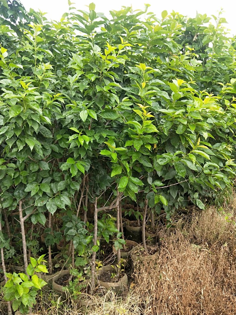 黑珍珠樱桃树，三年树苗，挂果苗