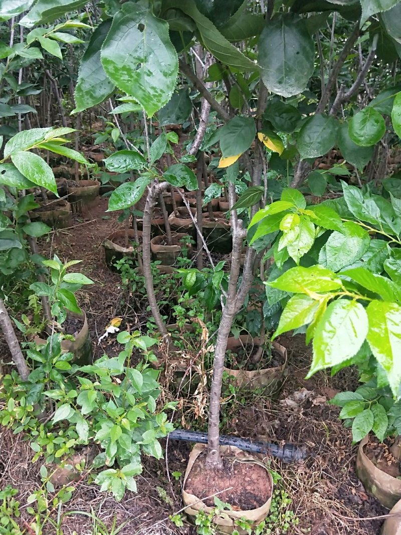 黑珍珠樱桃树，三年树苗，挂果苗