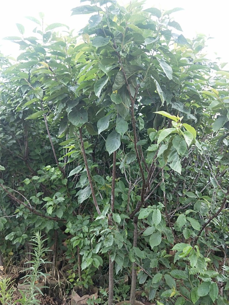 黑珍珠樱桃树，三年树苗，挂果苗