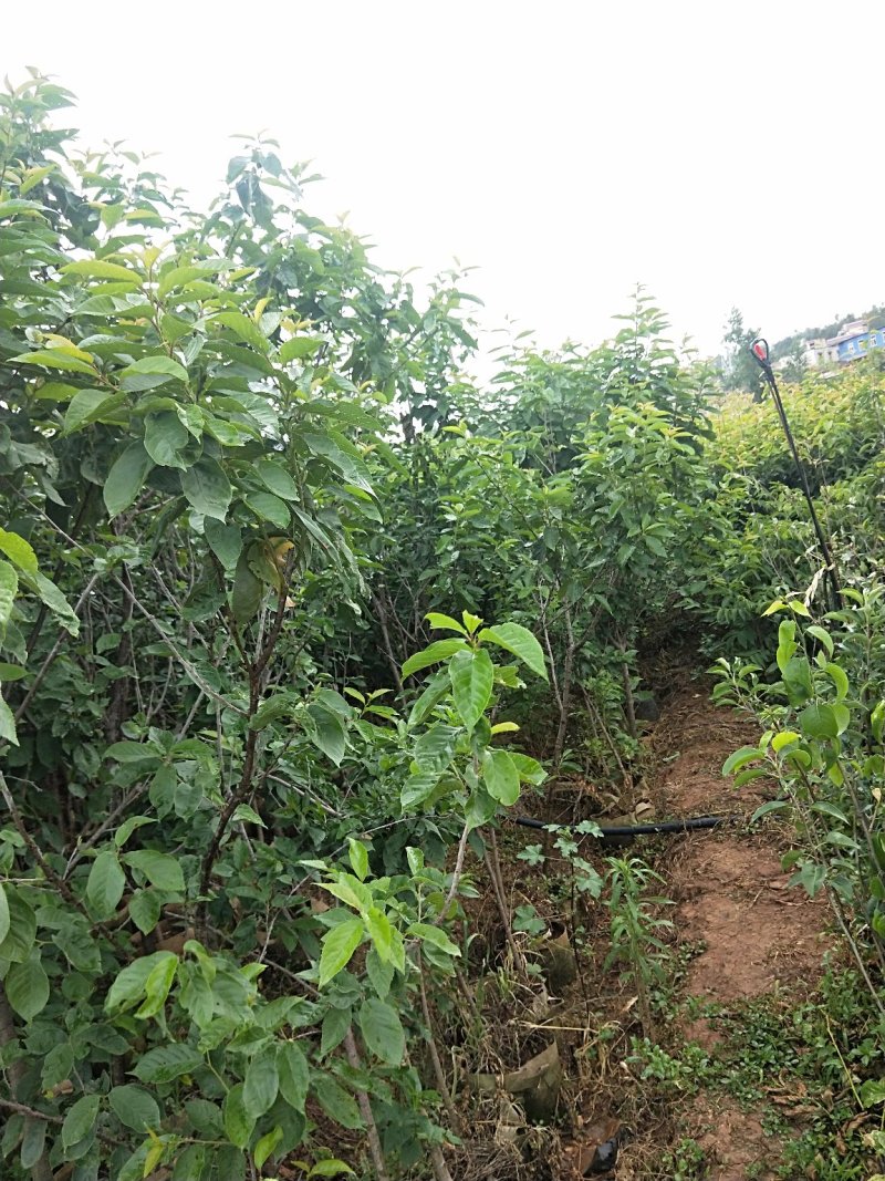 黑珍珠樱桃树，三年树苗，挂果苗