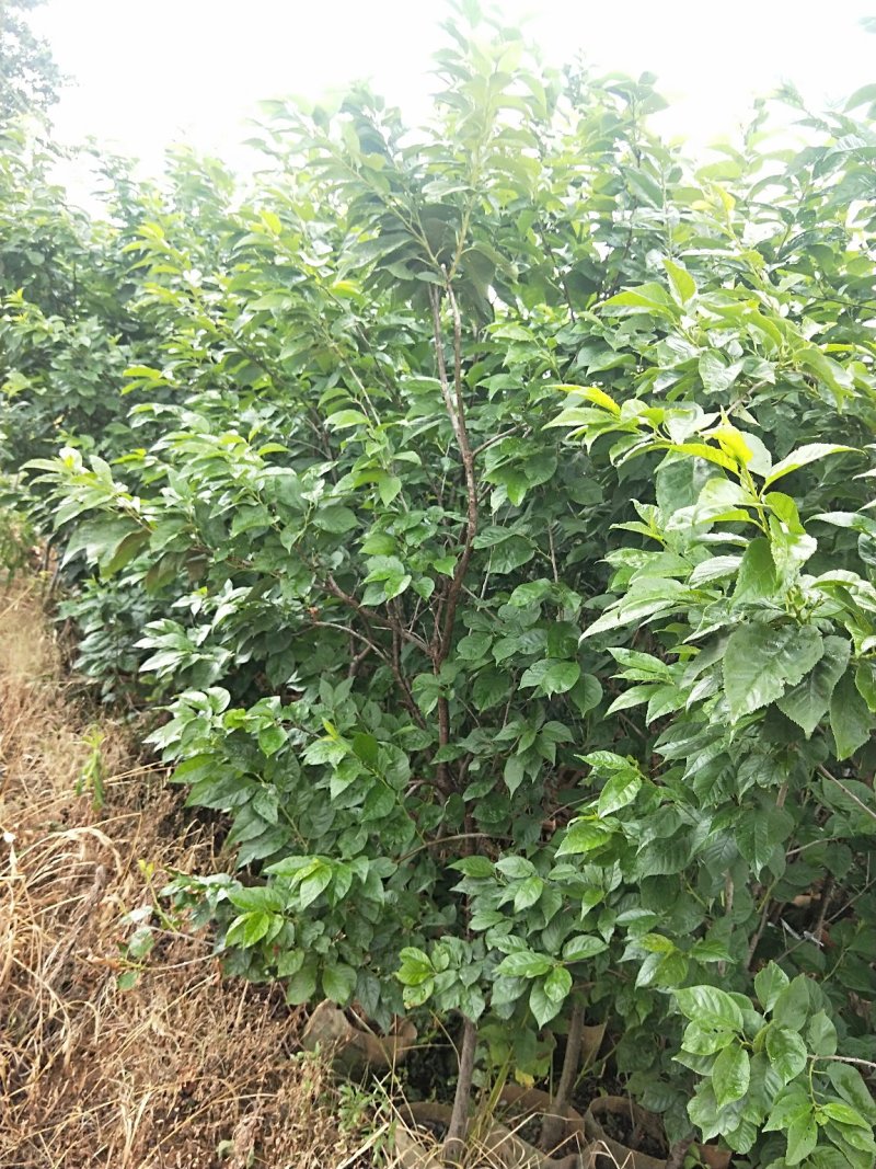 黑珍珠樱桃树，三年树苗，挂果苗