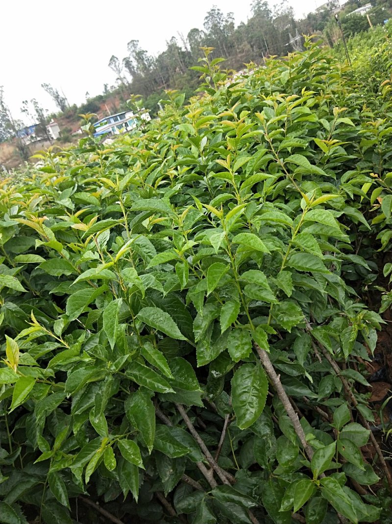黑珍珠樱桃，红灯笼樱桃苗1年50~80cm，提供种植