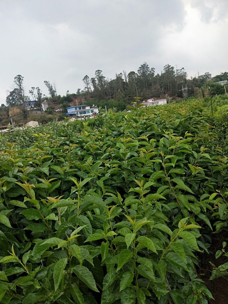 黑珍珠樱桃，红灯笼樱桃苗1年50~80cm，提供种植