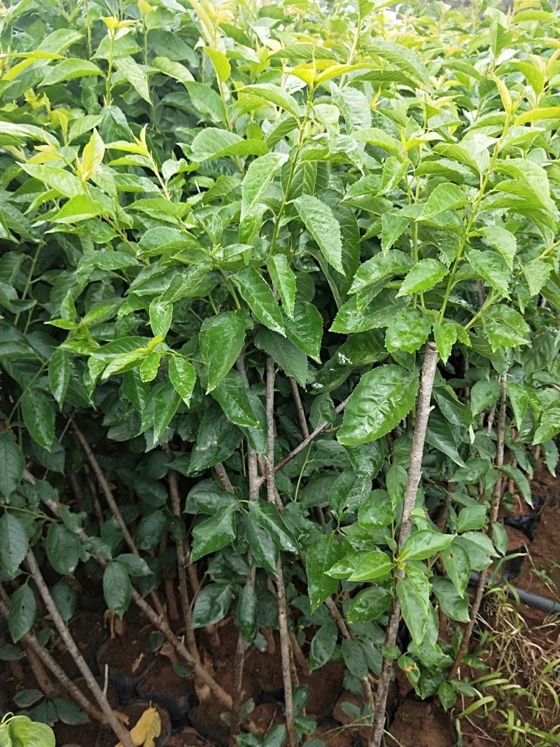 黑珍珠樱桃，红灯笼樱桃苗1年50~80cm，提供种植