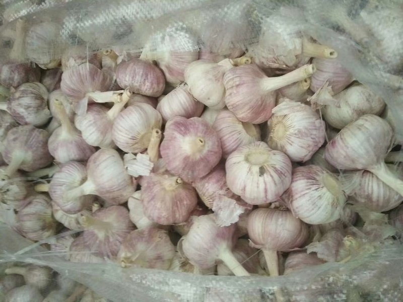 自产自销金乡大蒜皮红瓣大辣味香浓价格低包上车