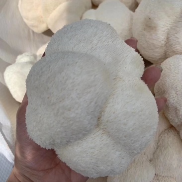 鲜猴头菇蘑菇东北食用菌有机绿色双认证基地直供