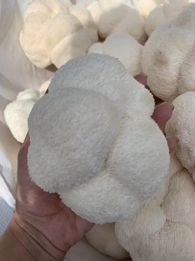 鲜猴头菇蘑菇东北食用菌有机绿色双认证基地直供