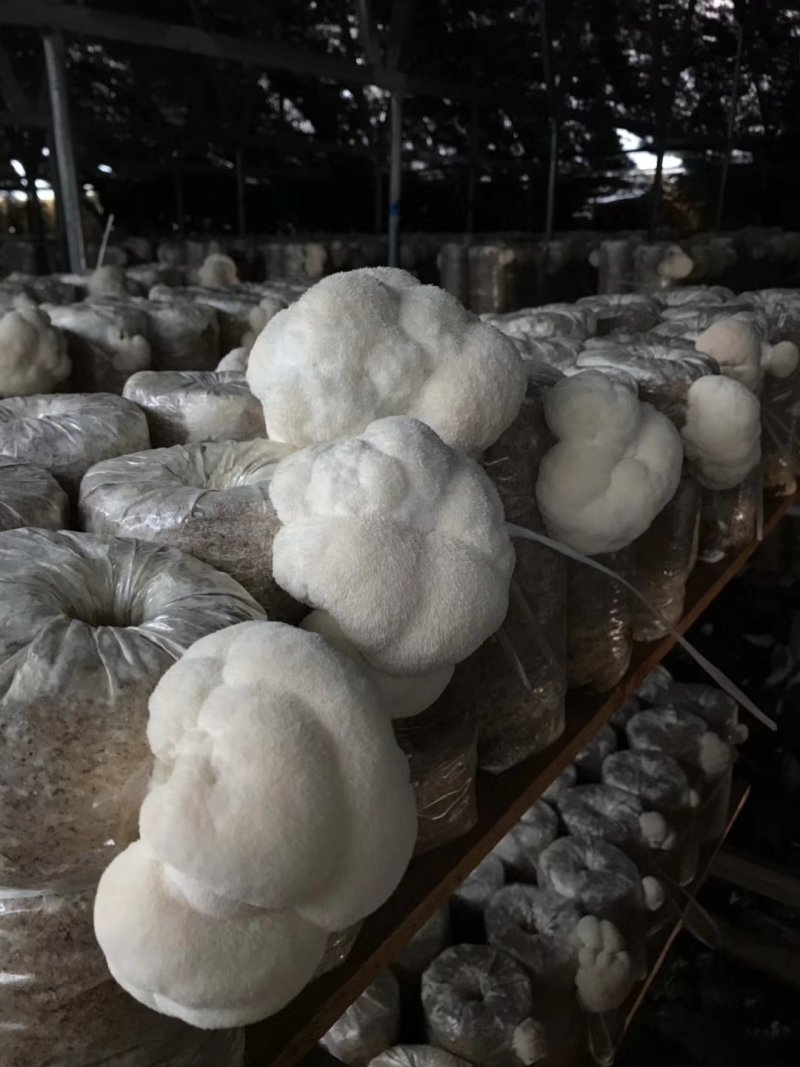 鲜猴头菇蘑菇东北食用菌有机绿色双认证基地直供