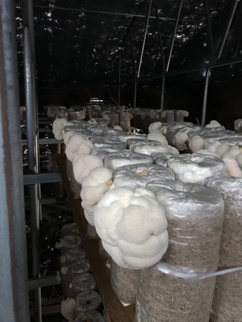 鲜猴头菇蘑菇东北食用菌有机绿色双认证基地直供
