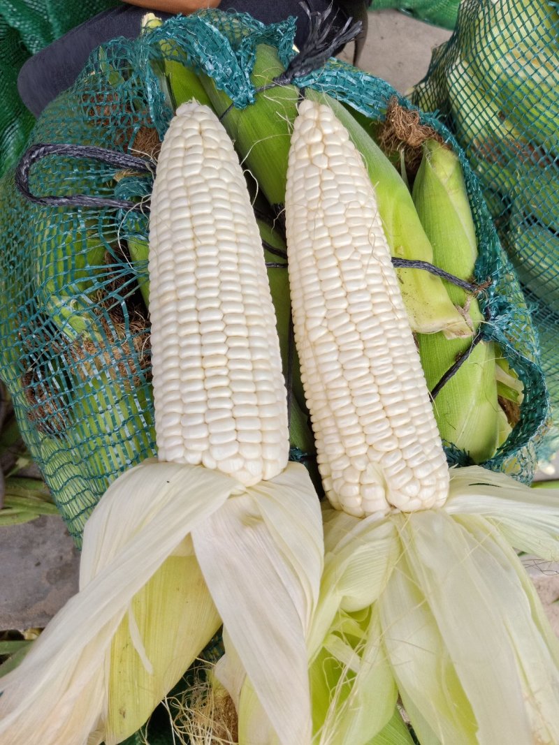 白.花糯玉米，颗粒饱满、地头直供成信第一、新鲜上市！