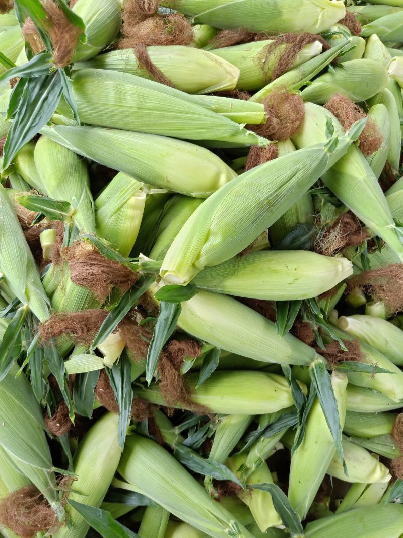 白.花糯玉米，颗粒饱满、地头直供成信第一、新鲜上市！