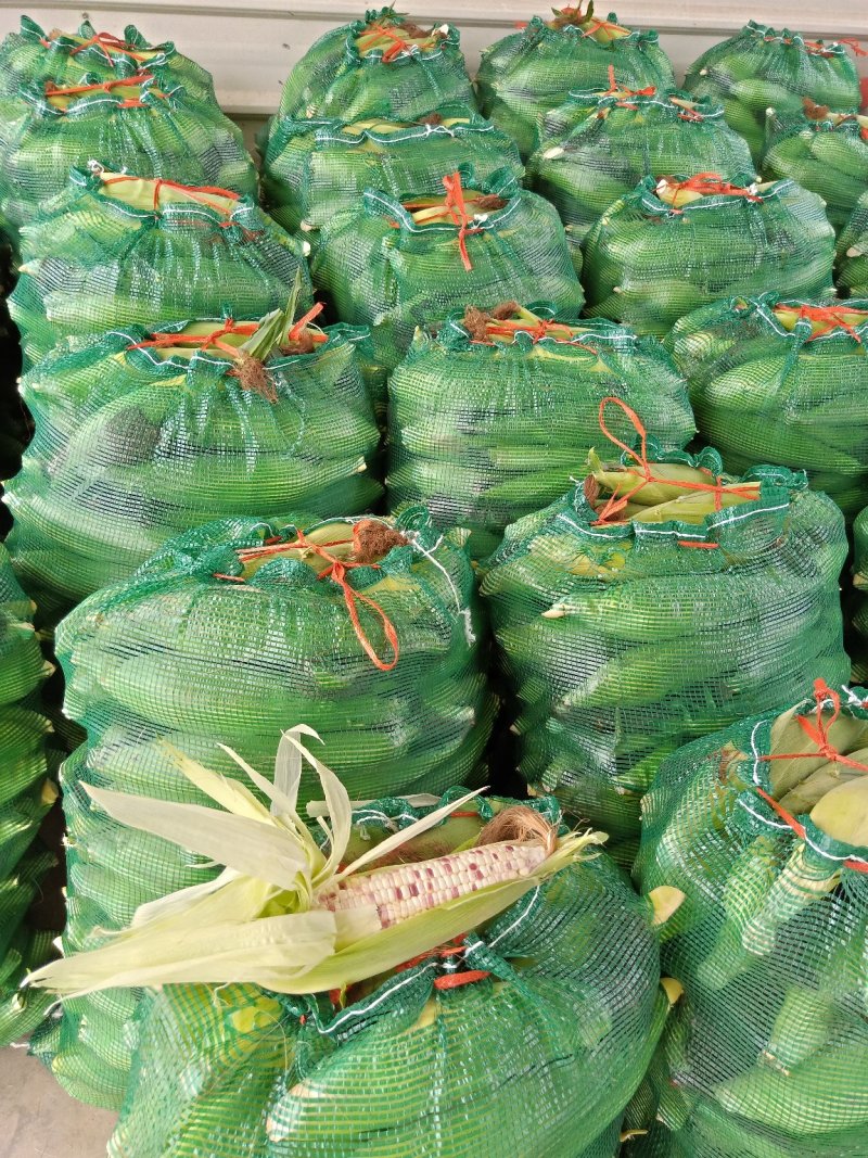白.花糯玉米，颗粒饱满、地头直供成信第一、新鲜上市！