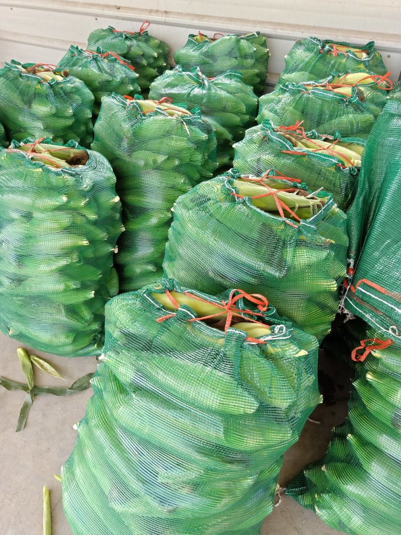 白.花糯玉米，颗粒饱满、地头直供成信第一、新鲜上市！