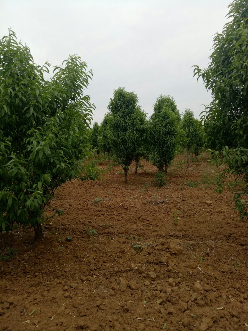 龙柱碧桃，照手桃8到10公分，泰安龙柱碧桃基地直销