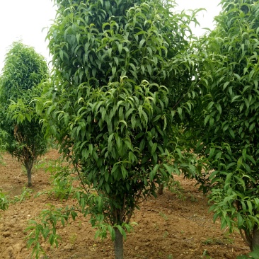 龙柱碧桃，照手桃8到10公分，泰安龙柱碧桃基地直销