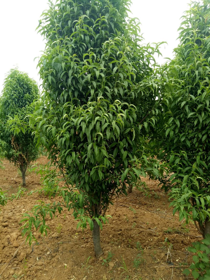 龙柱碧桃，照手桃8到10公分，泰安龙柱碧桃基地直销