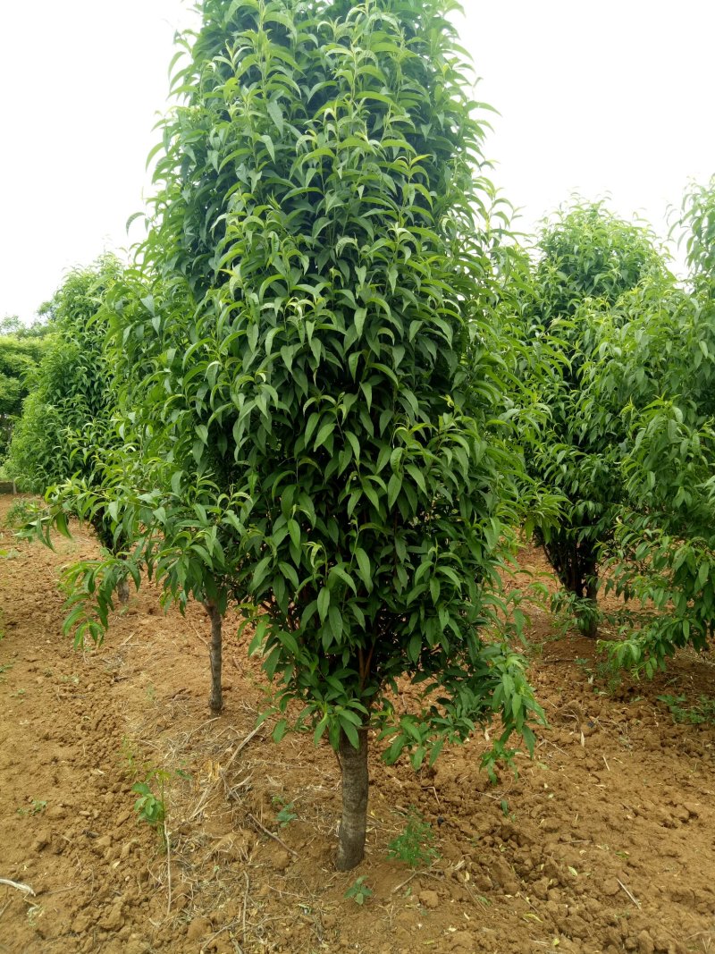 龙柱碧桃，照手桃8到10公分，泰安龙柱碧桃基地直销