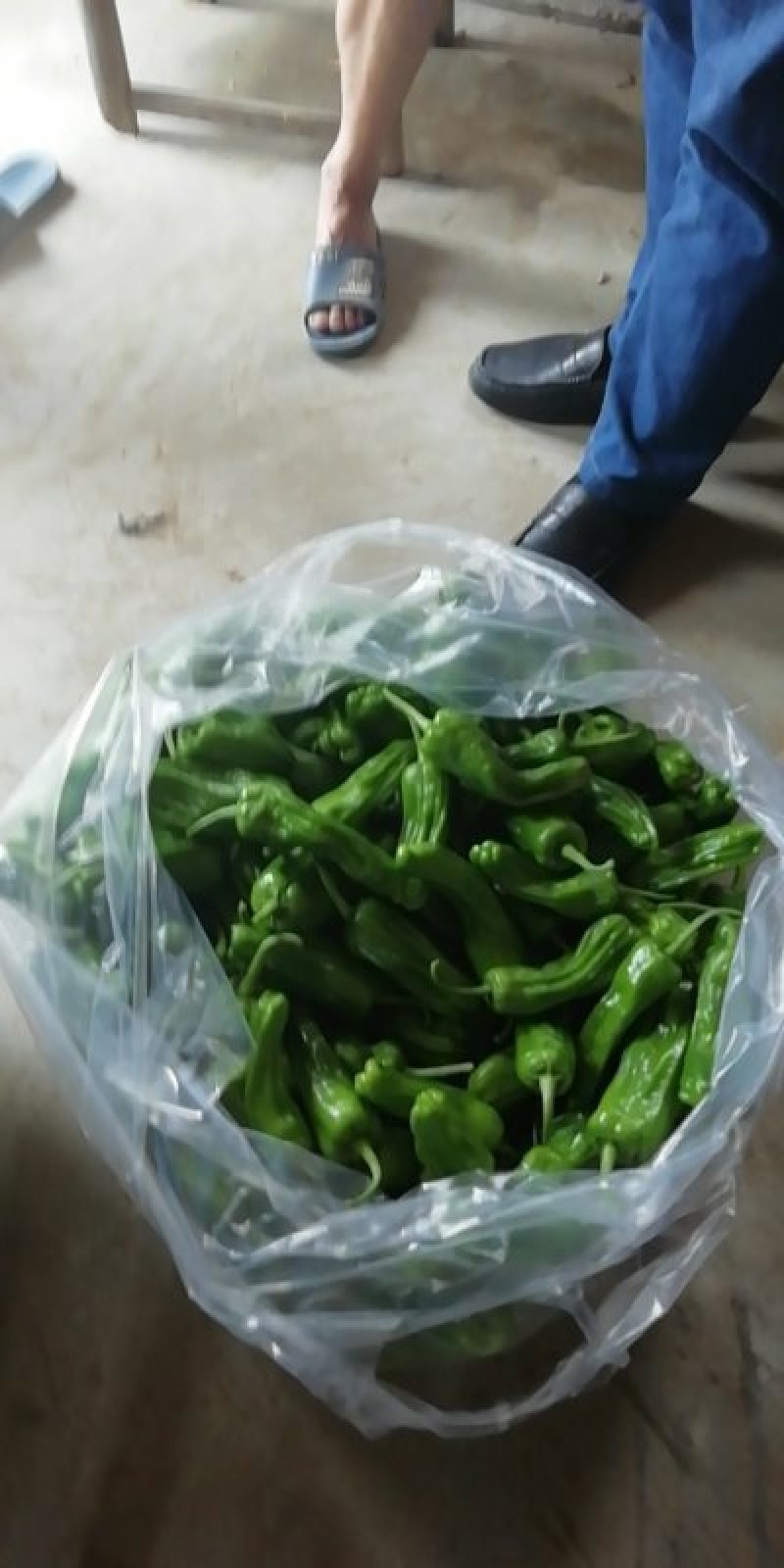 鲜辣椒，暂时还没有上市计划赶不上了！！