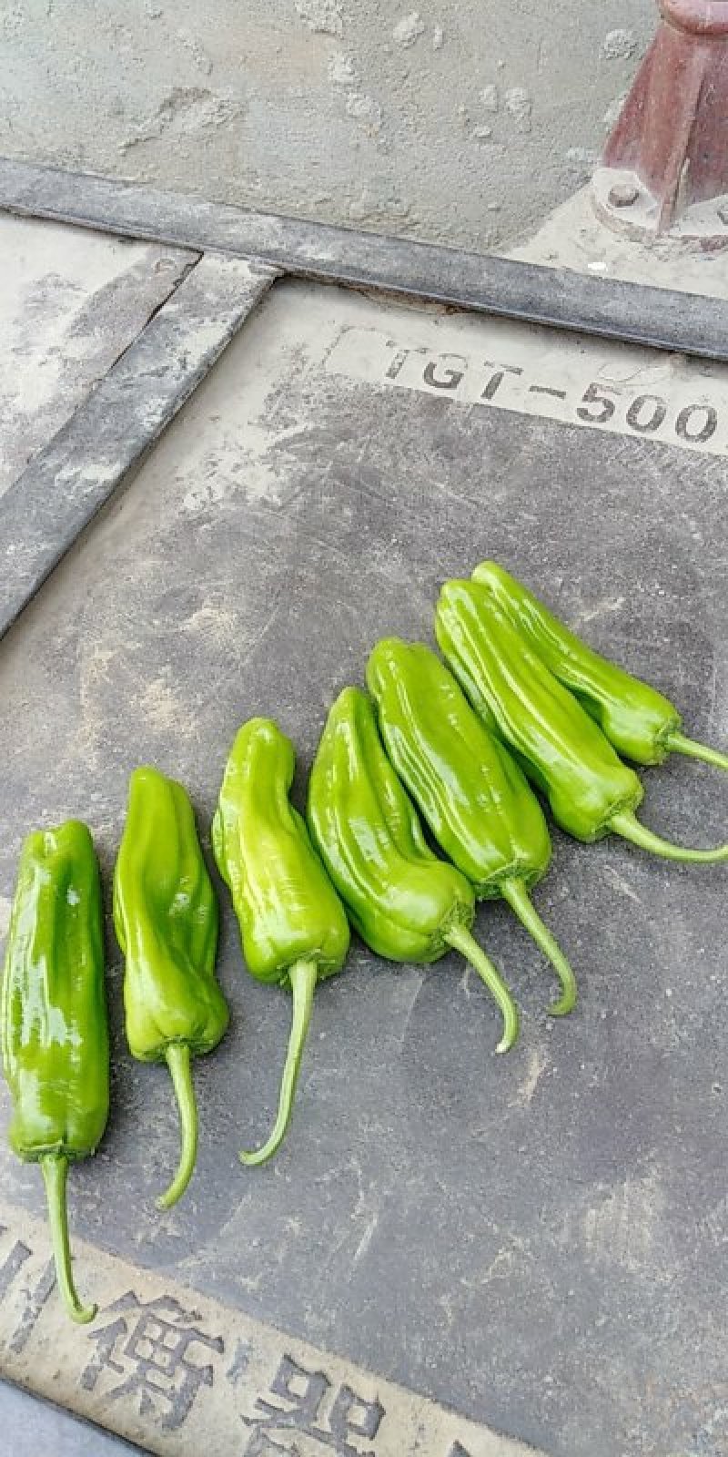 鲜辣椒，暂时还没有上市计划赶不上了！！