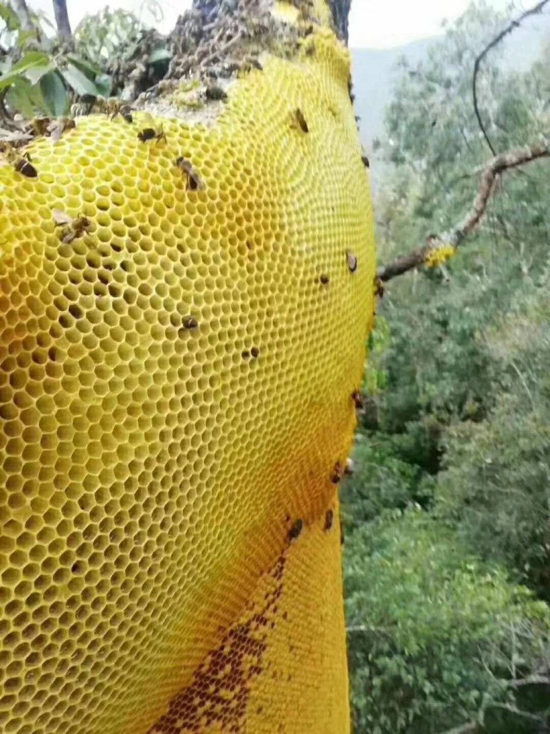 缅甸野生蜂蜜岩蜜，可视频看货，无添加，保证口感纯正