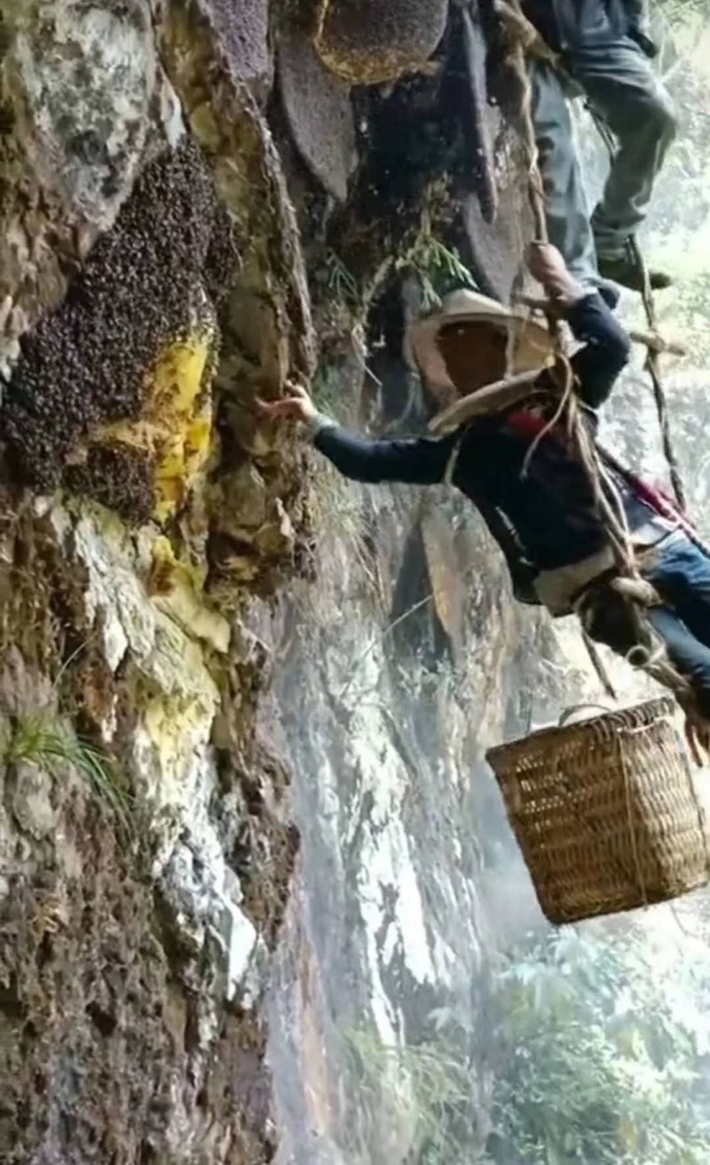 缅甸野生蜂蜜岩蜜，可视频看货，无添加，保证口感纯正