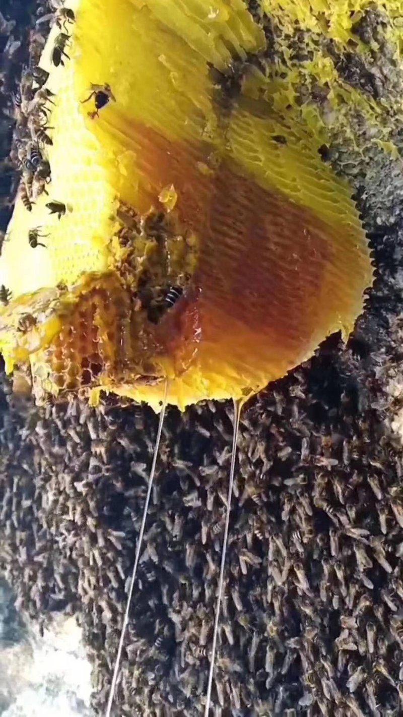 缅甸野生蜂蜜岩蜜，可视频看货，无添加，保证口感纯正