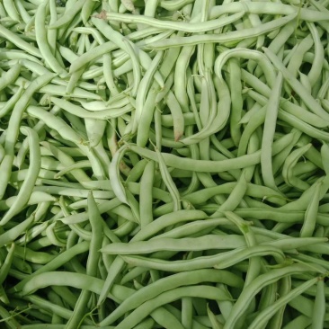 本地四季豆和白不老豆子大量上市了质量好颜色好无虫条形好