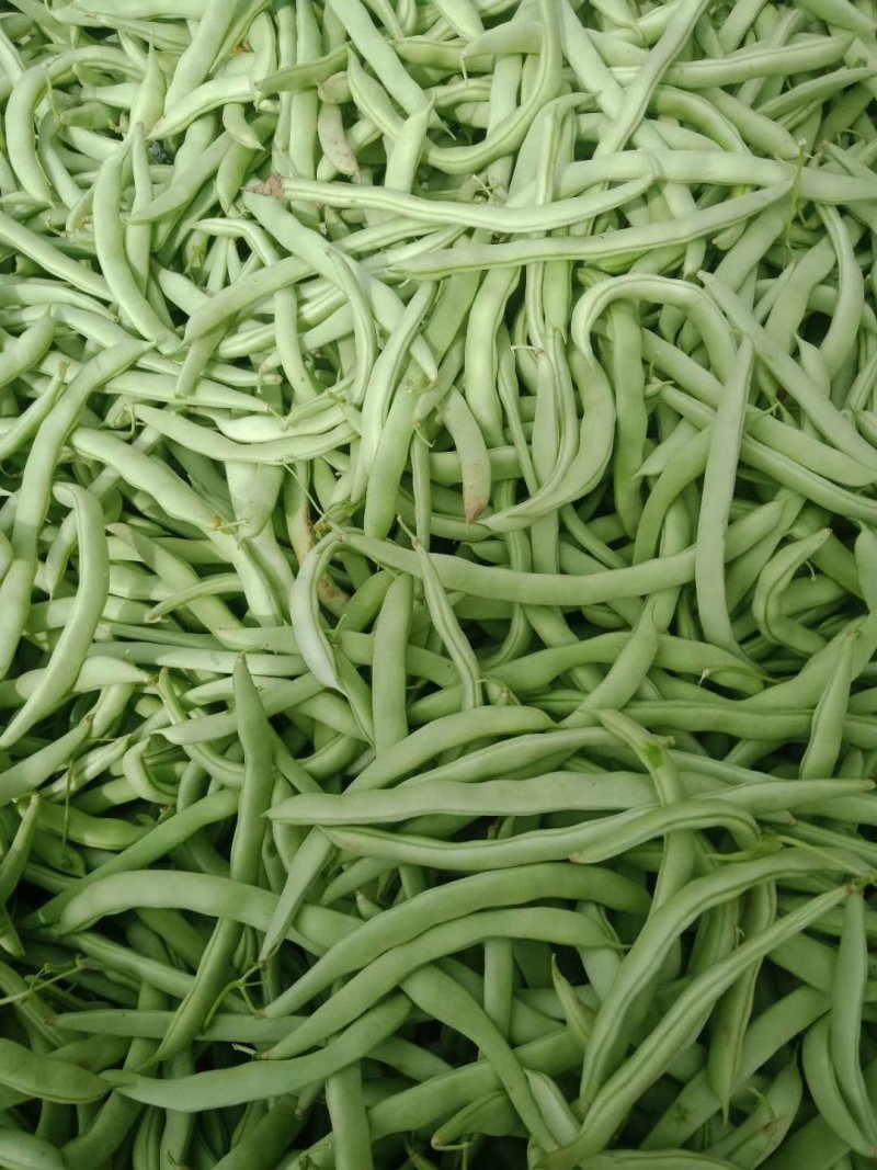 本地四季豆和白不老豆子大量上市了质量好颜色好无虫条形好