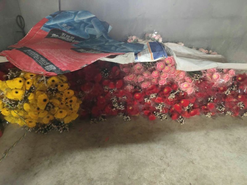非洲菊大量供应中价格便宜