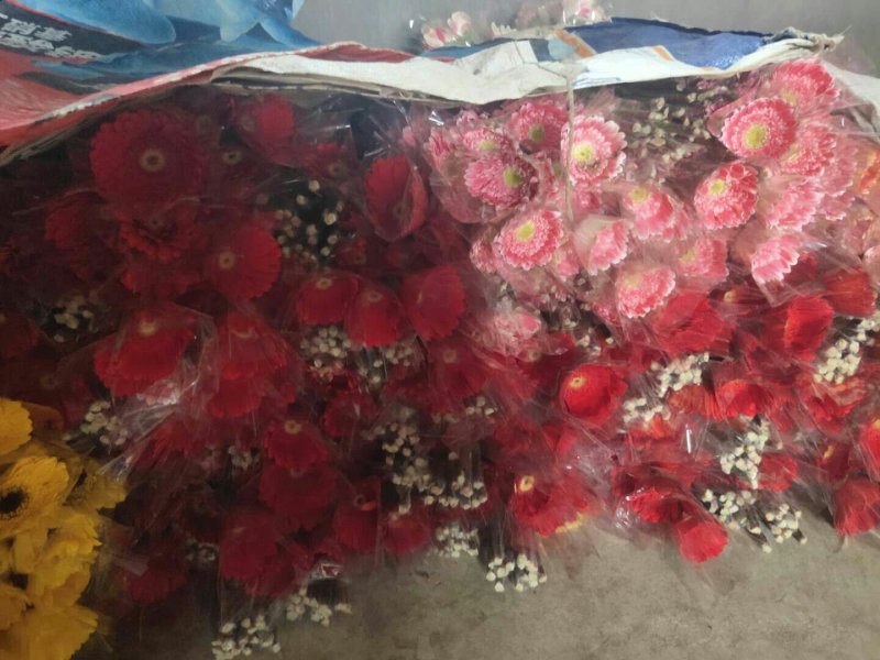 非洲菊大量供应中价格便宜