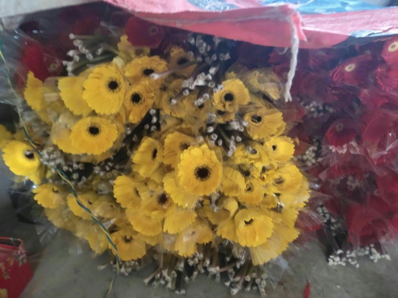 非洲菊大量供应中价格便宜