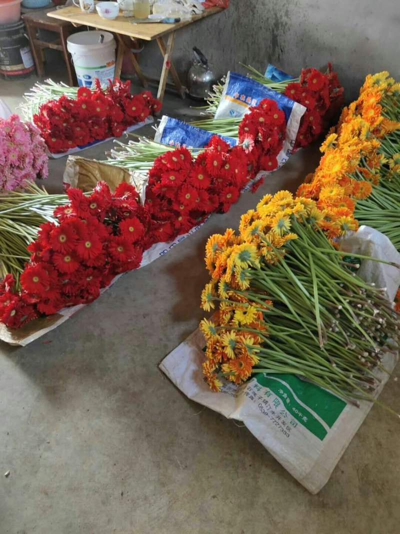 非洲菊大量供应中价格便宜