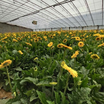 非洲菊大量供应中价格便宜