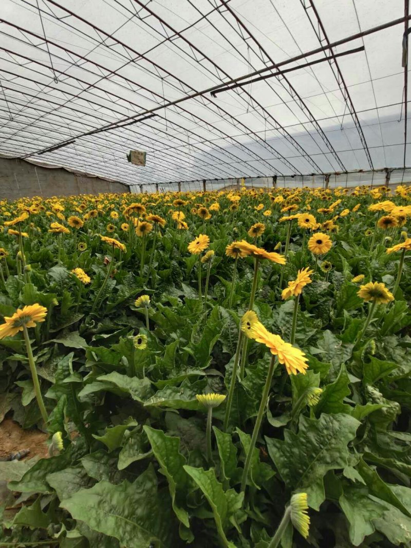 非洲菊大量供应中价格便宜