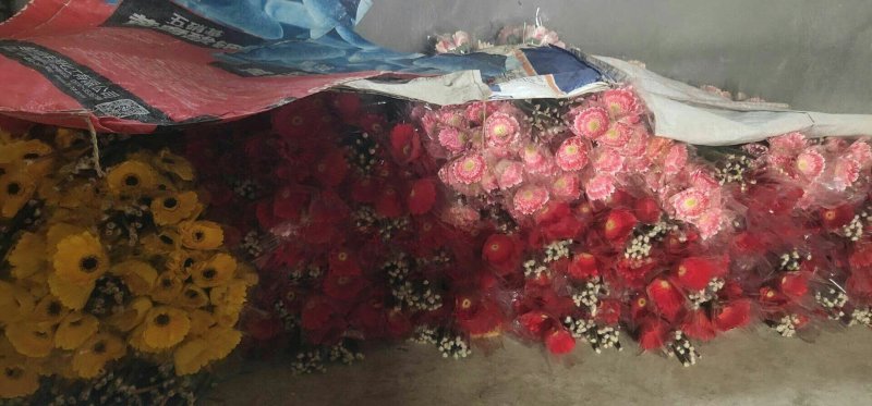 非洲菊大量供应中价格便宜
