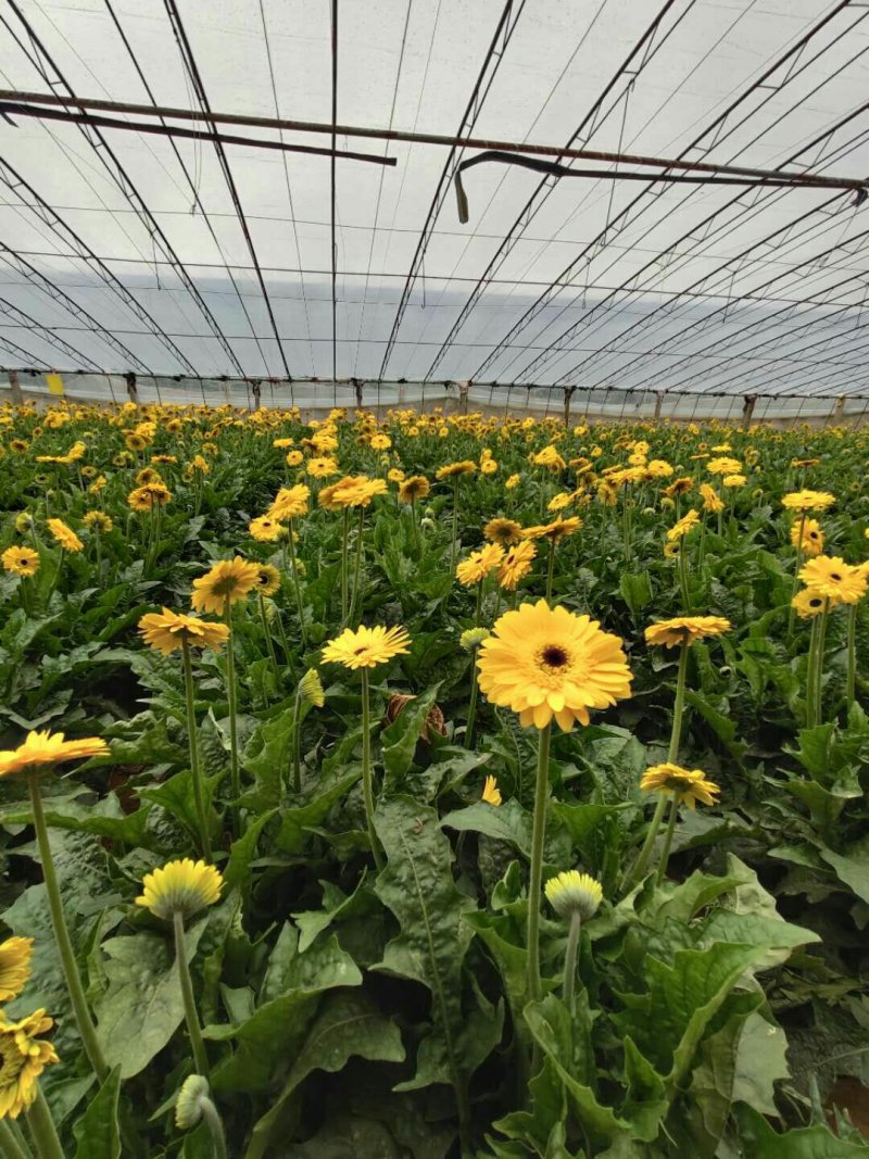 非洲菊大量供应中价格便宜