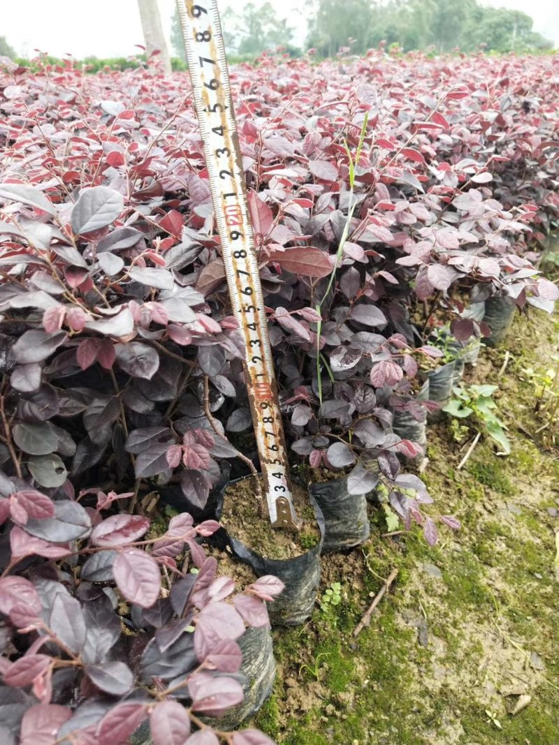 红继木袋苗高度、冠幅在20到30公分
