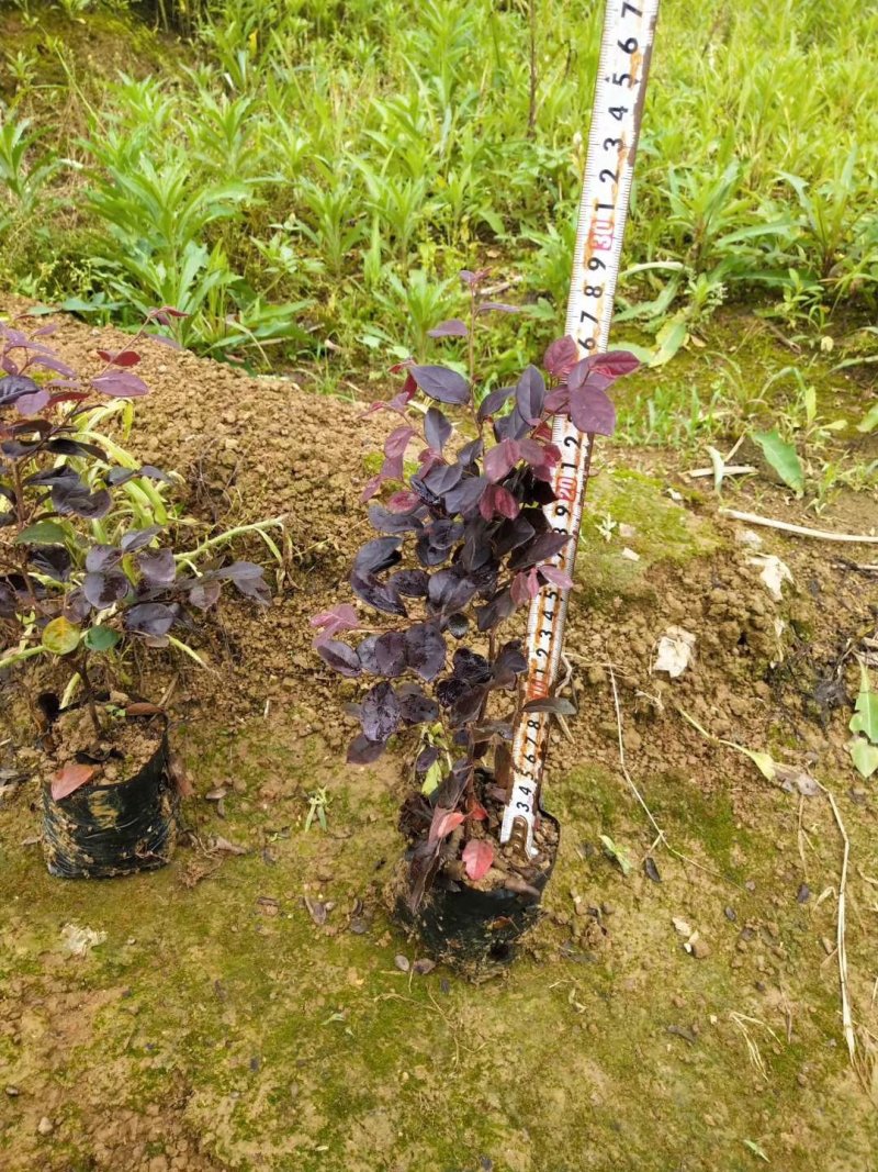 红继木袋苗高度、冠幅在20到30公分