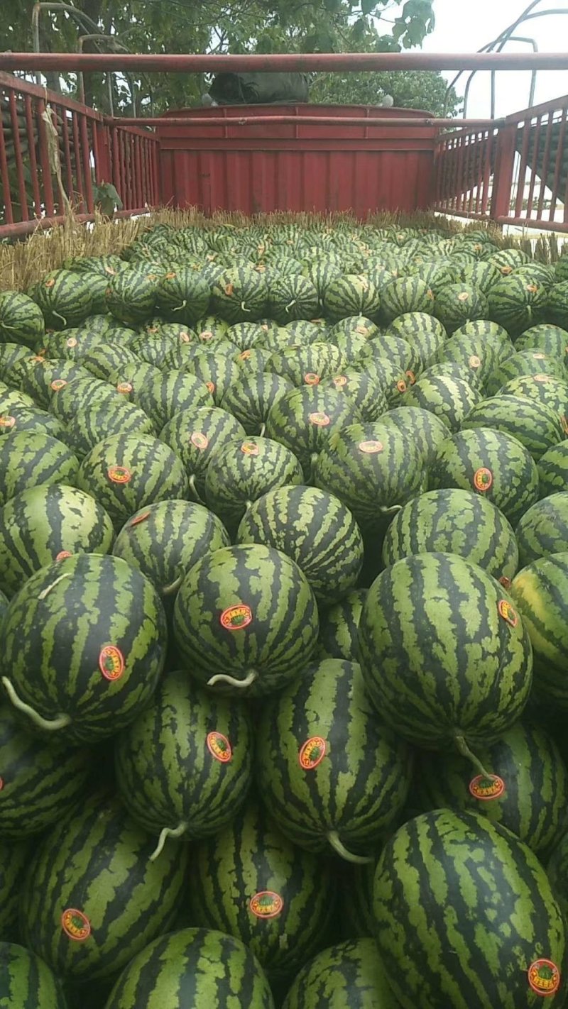 陕西甜王大荔甜王西瓜大量供应各大批发商超市