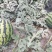 陕西甜王大荔甜王西瓜大量供应各大批发商超市