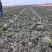 陕西甜王大荔甜王西瓜大量供应各大批发商超市