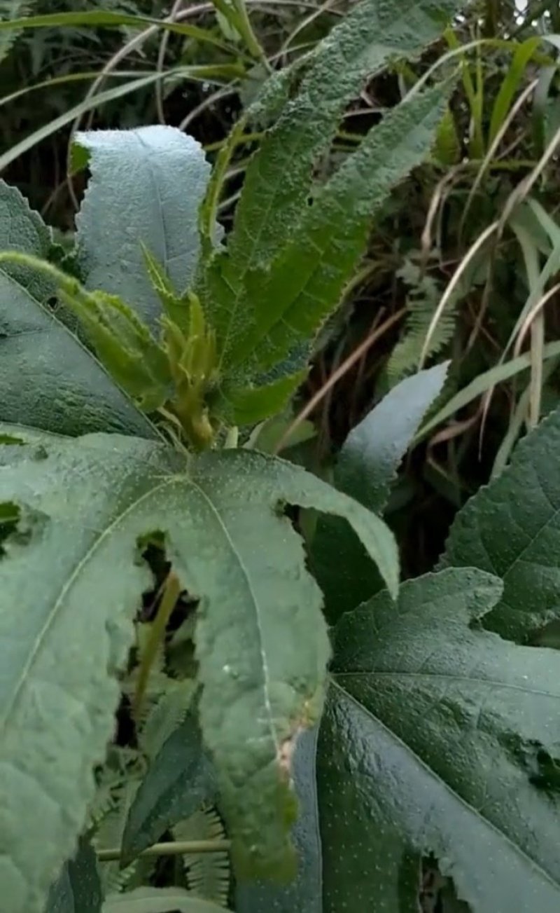 野生五指毛桃